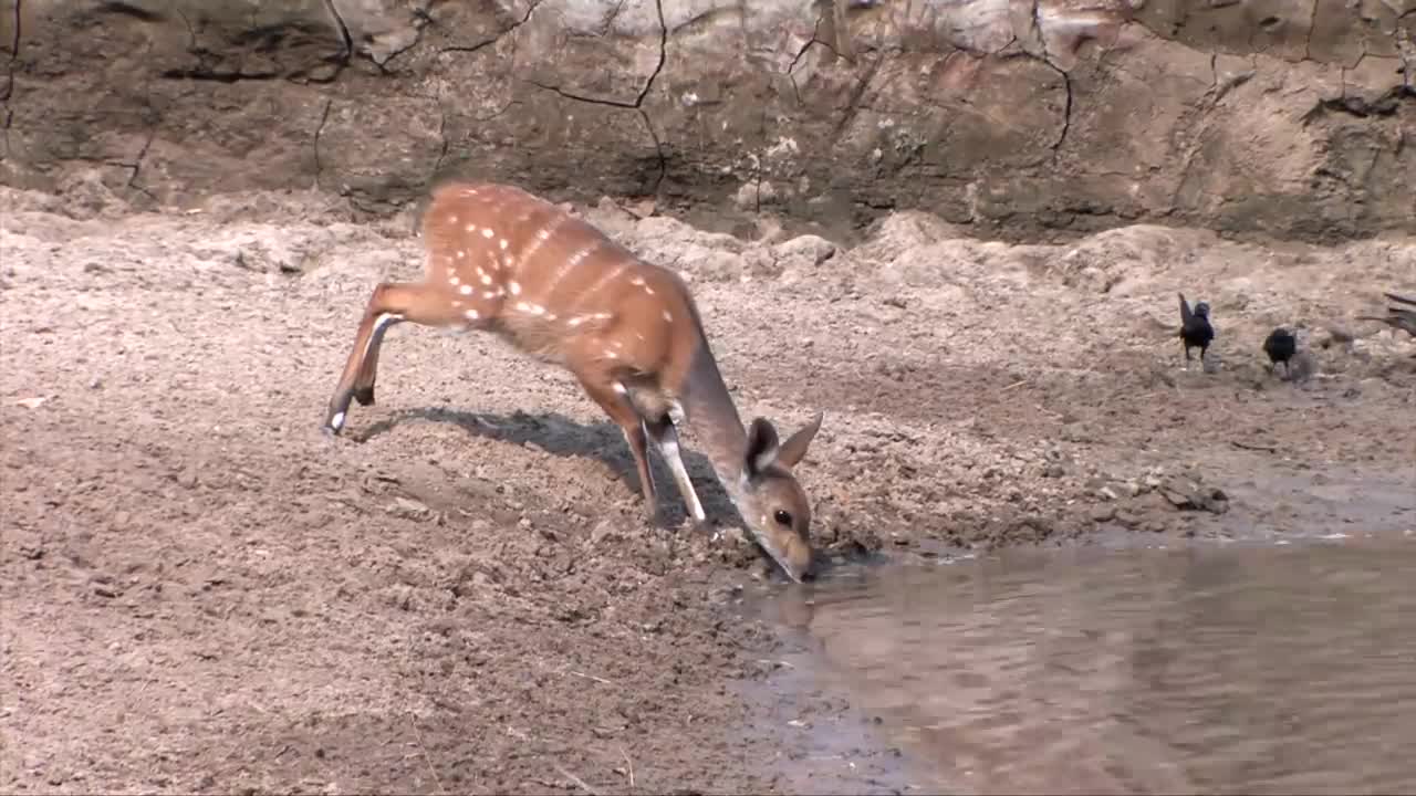 A Very Lucky Bushbuck - Escapes from Crocodile