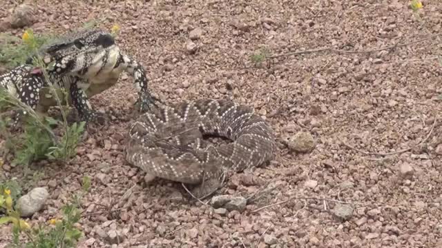 snake rattlesnake VS teiú who wins this battle