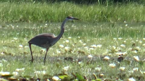 Great Blue Heron