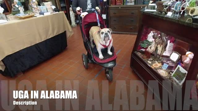 UGA IN ALABAMA