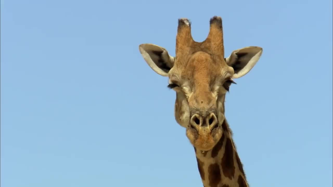 animal life