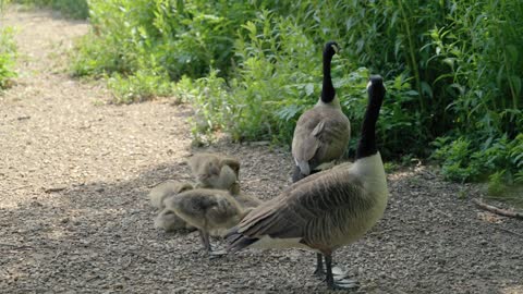 A family of ducks walks in the park