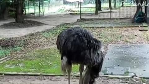 The ostrich