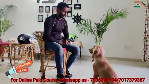 Dog training