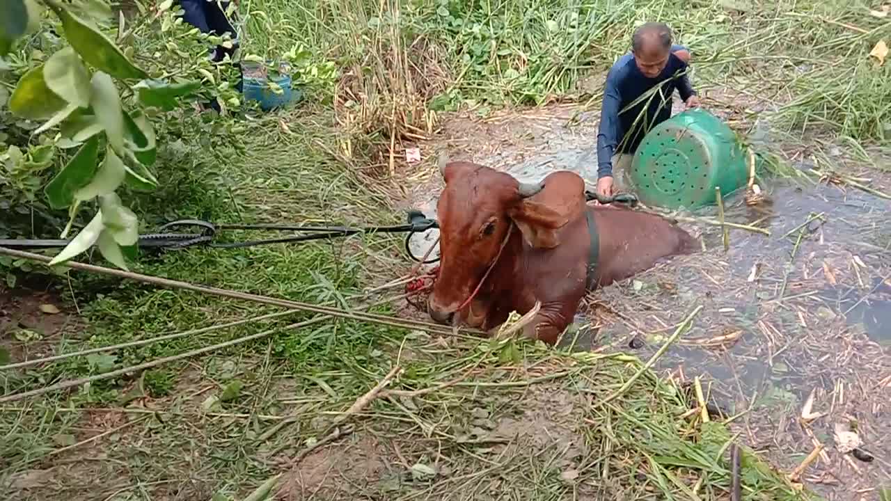 Freed Cow Sends People Fleeing