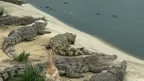 Duck close to crocodile