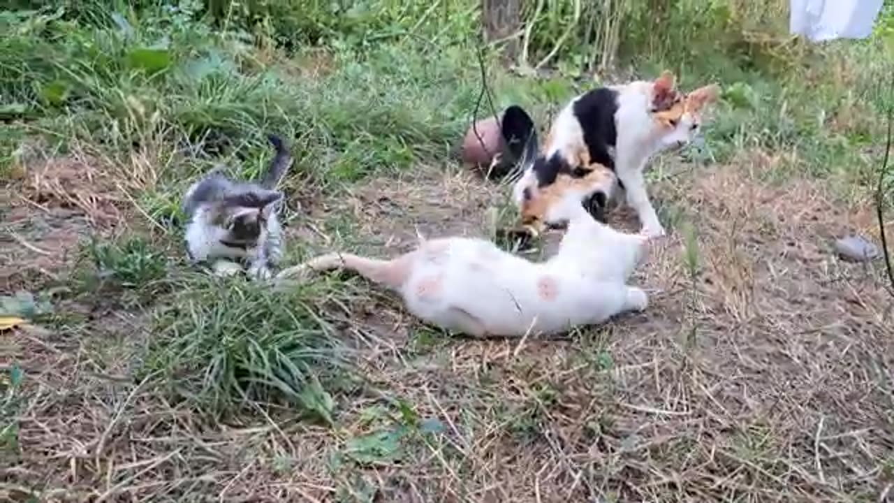 Kitten playing with lizard, Mother Cat eating, Kittens playing