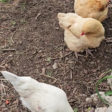 OMC! Why are drinking chickens so cute? Also, someone clean the water tub!
