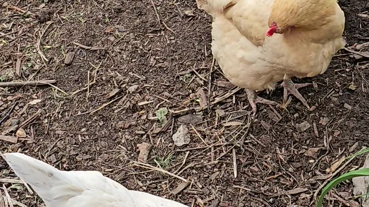 OMC! Why are drinking chickens so cute? Also, someone clean the water tub!