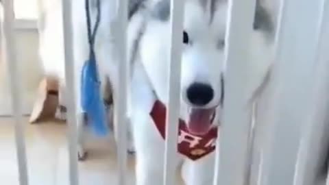 Cute and intelligent dog video