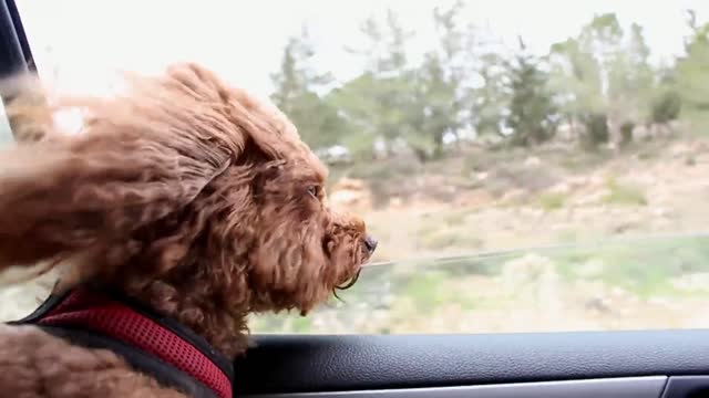 The dog enjoys sitting in the car