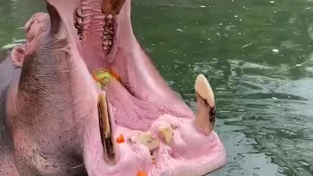 The hippo is brushing his teeth