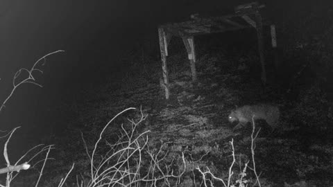 Bobcat on Trail cam