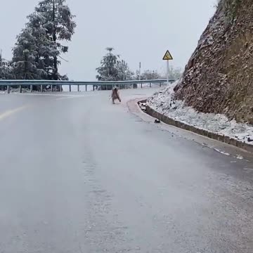 A cute dog running on ice
