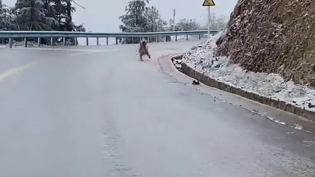 A cute dog running on ice