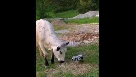 Animals Cute! Cute baby animals Videos Compilation cute moment of the animals # love