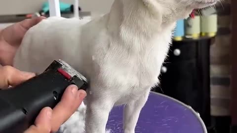 How cute dog cutting😍🤩