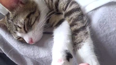 Baby Cat Yawns Stretches and Falls Out of Bed