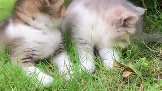 This is what happens to bad kitties