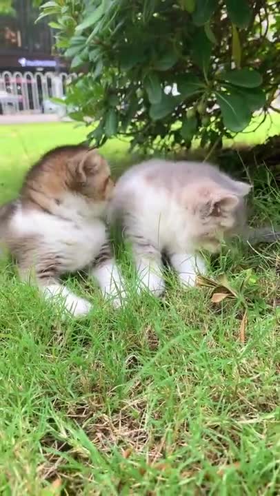 This is what happens to bad kitties