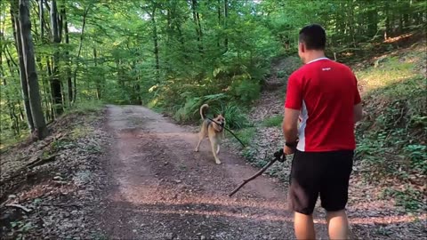 New Funniest Cats And Dogs Videos 😁 Best Of Funny Animal Videos Playing 😁 - Cutest Animals Ever