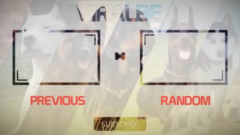 10 most powerful mastiff dog breeds