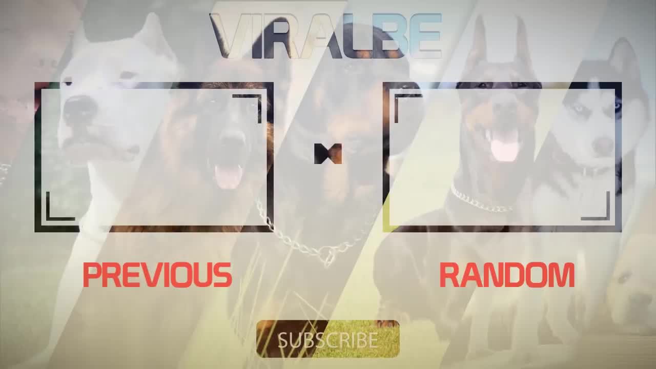 10 most powerful mastiff dog breeds