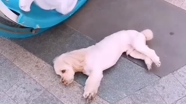 dog who loves to play