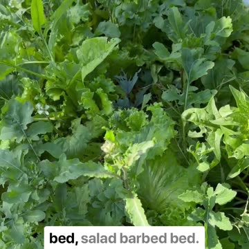 Saving Spinach Seeds