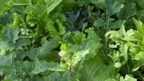 Saving Spinach Seeds