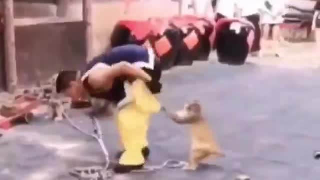 Funny cats and humans