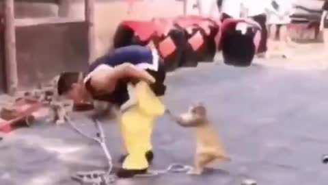 Funny cats and humans