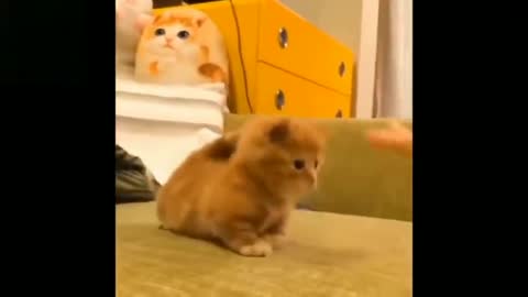 Animals video animal funny video moment and life