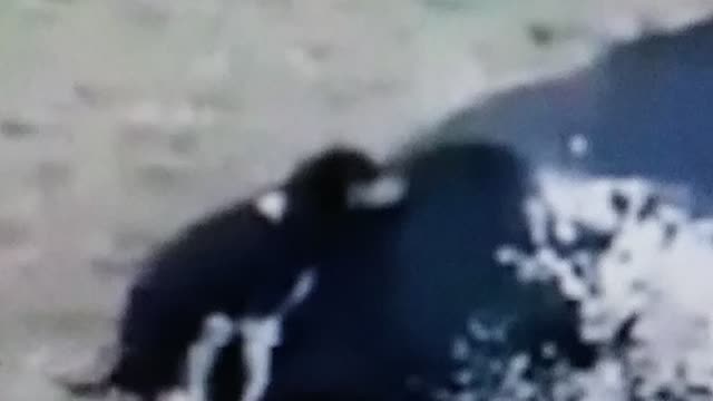 Funny doogg