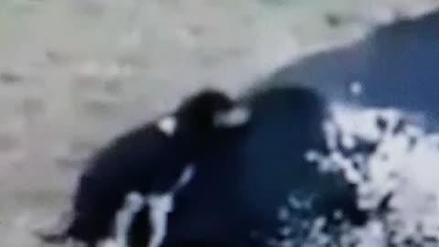 Funny doogg