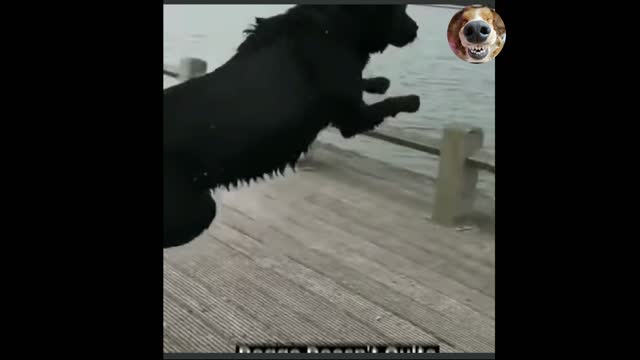 My Dog Trying to make a perfect Dive