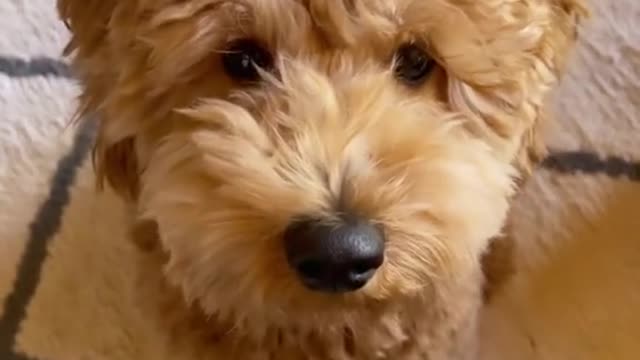 foryoupage#poodlelover