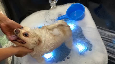 How to Bathe a Small Dog