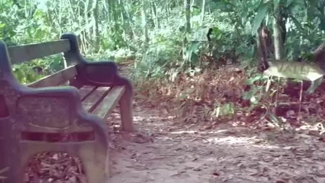 Subiendo una montaña de Utuado, Puerto Rico 1/1/16