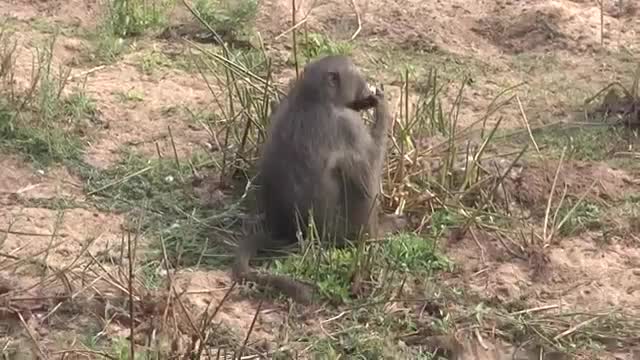 Monyet makan telur itik hutan