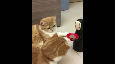 Lovely kitten