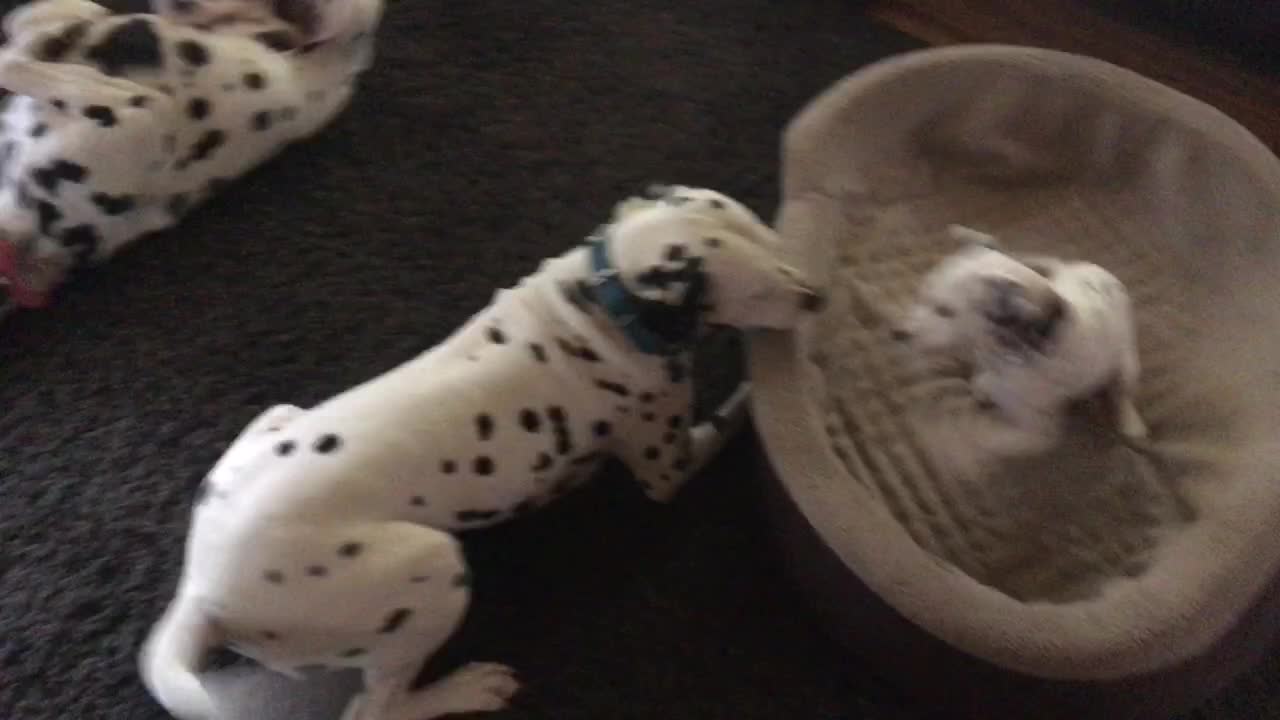 Dalmatians welcome new puppy into home