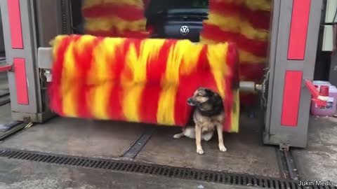 Dog takes advantage of car wash to bathe and scratch his back