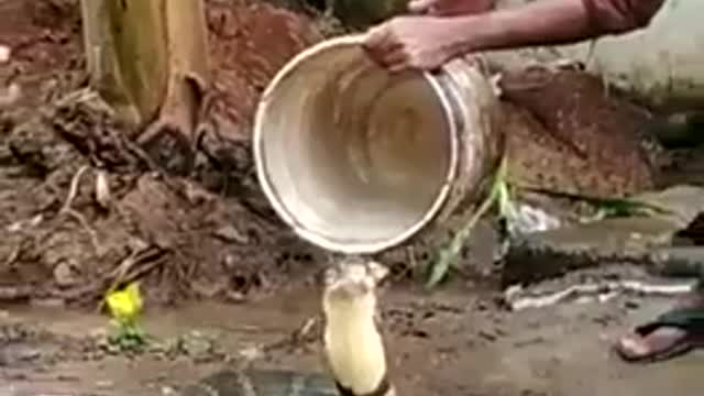 Indian man cools off a king cobra on a hot summer day