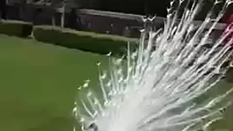 Peacock Dance