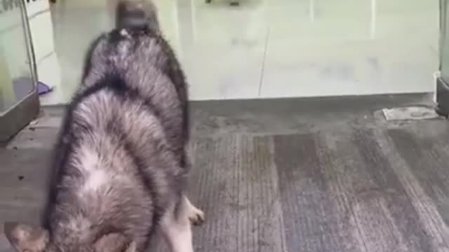 Petsfun42 dog funny new video