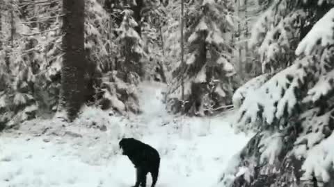 Sweet Doggo Retrieves Dropped Glove for Owner