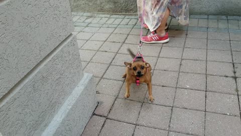 Los perros no me quieren......