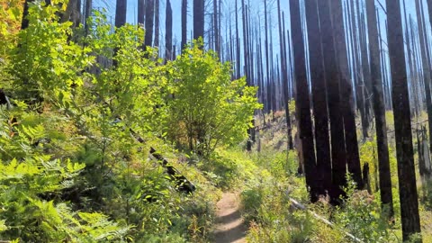 MUST SEE - 13 miles of Spectacular PNW Beauty | Eagle Creek Trail | Oregon