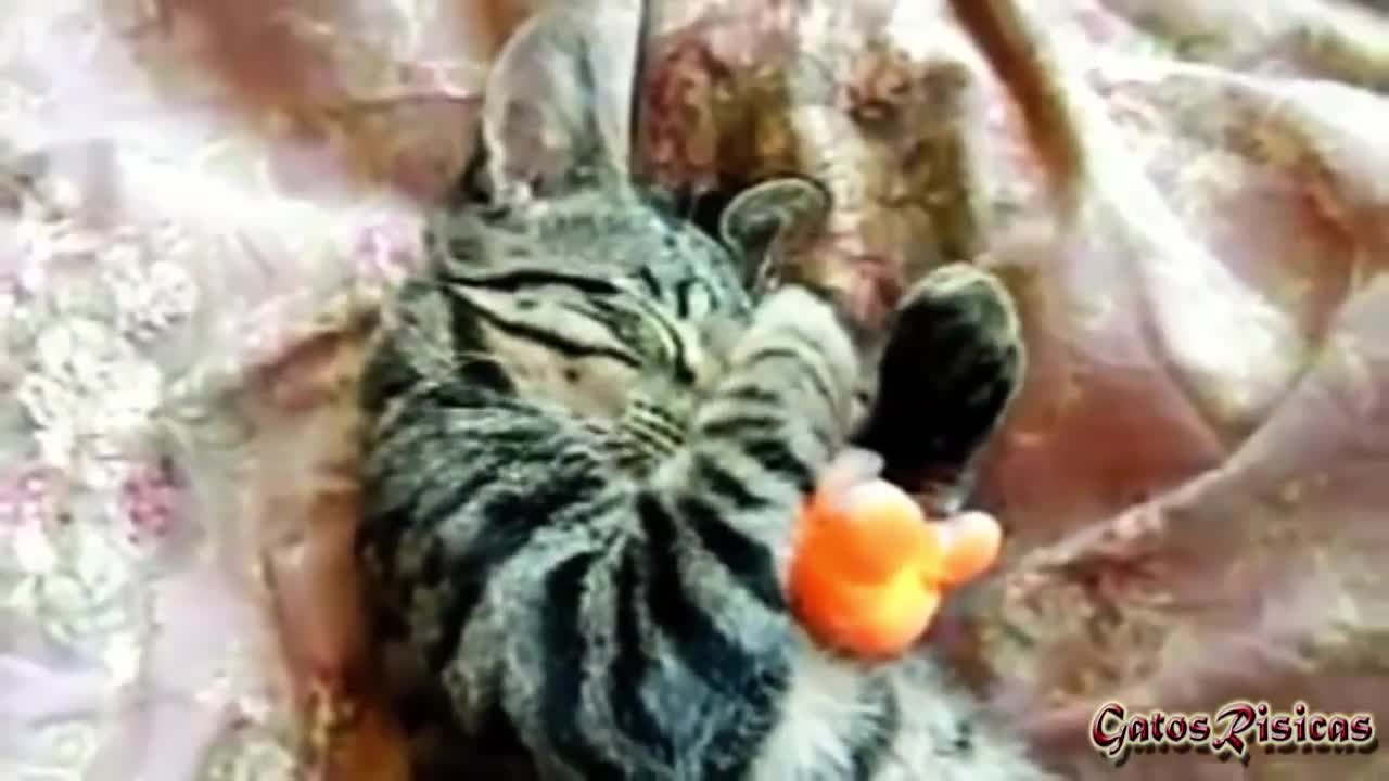 Gatos que aman a sus Peluches, Los videos mas tiernos